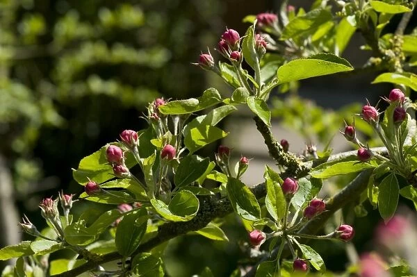 Young leaves and pink buds on a Golden Delicious apple tree in spring