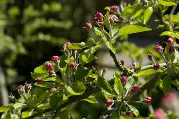 Framed Print : Young leaves and pink buds on a Golden Delicious apple tree in spring Framed Print : Young leaves and pink buds on a Golden Delicious apple tree in spring