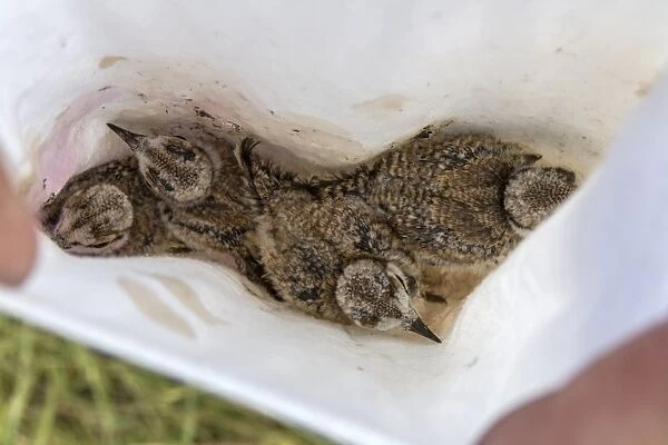 Young Little Ringed Plover chicks in bag waiting to be ringed