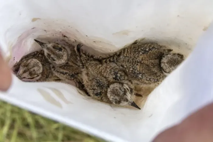 Framed Print : Young Little Ringed Plover chicks in bag waiting to be ringed Framed Print : Young Little Ringed Plover chicks in bag waiting to be ringed