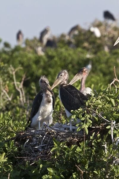 Young Marabou Storks at nest in the Okavango Delta Botswana. Marabous are a large wading bird in the stork family