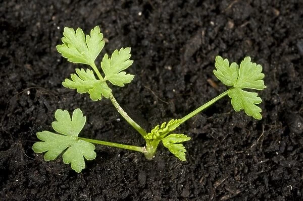 Young plant of fools parsley, Aethusa cynapium, an annual arable and garden weed