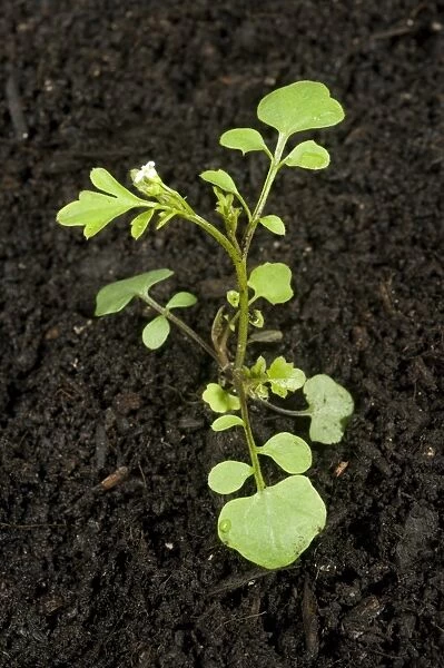 Young plant of hairy bittercress, Cardamine hirsuta, an annual garden weed