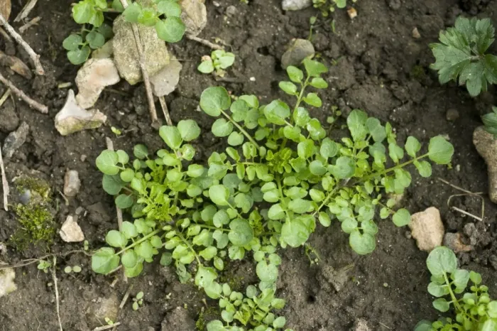 Framed Print : Young plants of hairy bittercress, Cardamine hirsuta, on soil