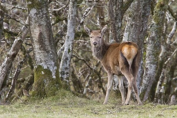 A young Red Deer hind stands near woodland on the Isle of Jura, Scotland