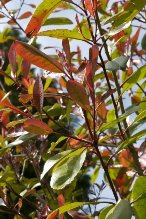 Framed Print : Young red leaves of Photonia Red Robin in spring, an ornamental garden foliage plant Framed Print : Young red leaves of Photonia Red Robin in spring, an ornamental garden foliage plant