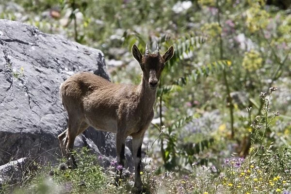 A young Spanish Ibex near Grazalema, Andalusia Spain