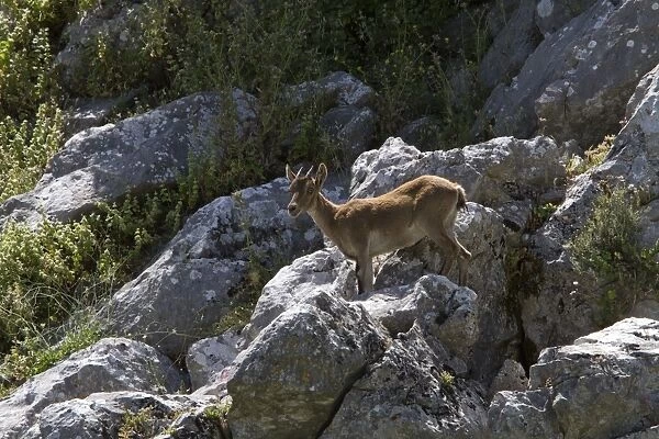 A young Spanish Ibex near Grazalema, Andalusia Spain