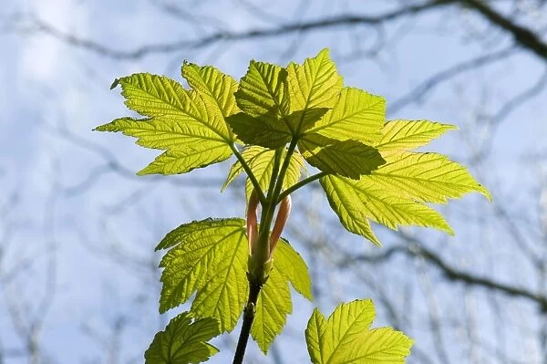 Young spring leaves backlit by sunlight on a small sycamore, Acer pseudoplatanus
