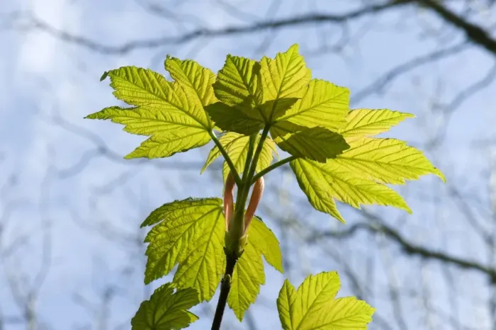 Framed Print : Young spring leaves backlit by sunlight on a small sycamore, Acer pseudoplatanus Framed Print : Young spring leaves backlit by sunlight on a small sycamore, Acer pseudoplatanus