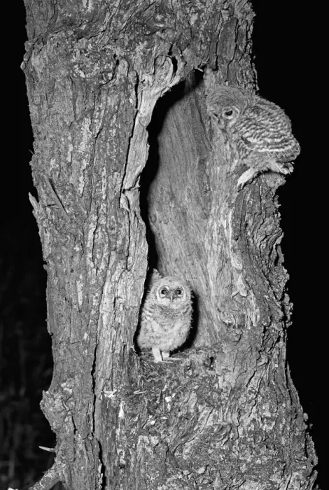 Framed Print : Young Tawny Owls Hickling Norfolk 1942 Framed Print : Young Tawny Owls Hickling Norfolk 1942
