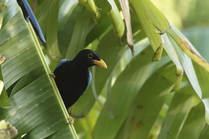 Framed Print : Yucatan Jay (Cyanocorax yucatanicus) immature, perched on banana frond, Yucatan Peninsula, Mexico, October Framed Print : Yucatan Jay (Cyanocorax yucatanicus) immature, perched on banana frond, Yucatan Peninsula, Mexico, October