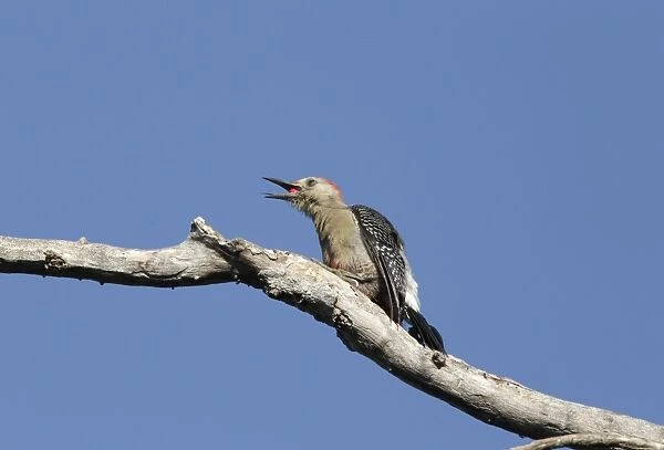 Yucatan Woodpecker (Melanerpes pygmaeus) adult male, feeding on red berry, clinging to dead branch, Yucatan Peninsula