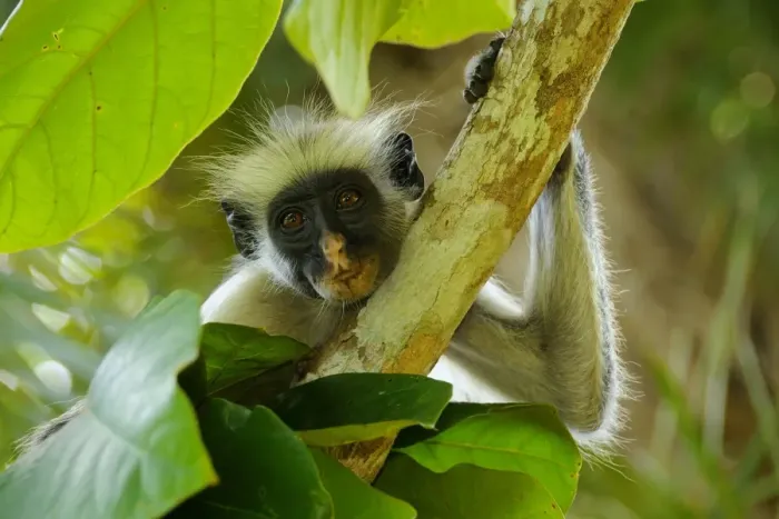 Framed Print : Zanzibar Red Colobus (Procolobus kirkii) adult, close-up of head and arm, resting on branch in tree, Jozani Forest, Zanzibar, Tanzania