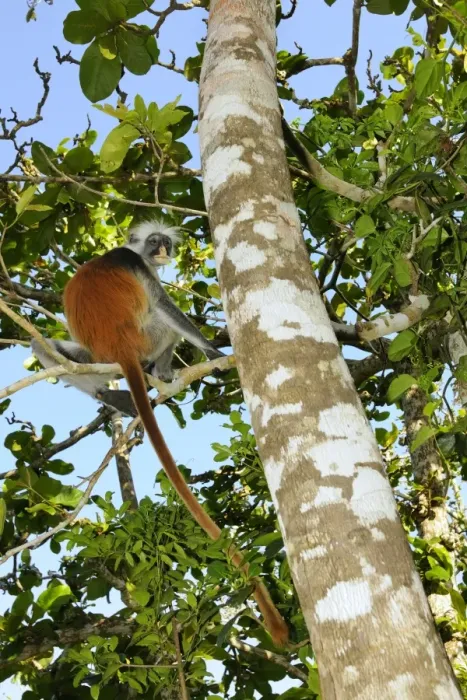 Framed Print : Zanzibar Red Colobus (Procolobus kirkii) adult, sitting on branch in tree, Jozani Forest, Zanzibar, Tanzania Framed Print : Zanzibar Red Colobus (Procolobus kirkii) adult, sitting on branch in tree, Jozani Forest, Zanzibar, Tanzania