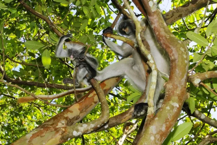 Framed Print : Zanzibar Red Colobus (Procolobus kirkii) adult female with young, sitting on branches in tree, Jozani Forest, Zanzibar, Tanzania Framed Print : Zanzibar Red Colobus (Procolobus kirkii) adult female with young, sitting on branches in tree, Jozani Forest, Zanzibar, Tanzania