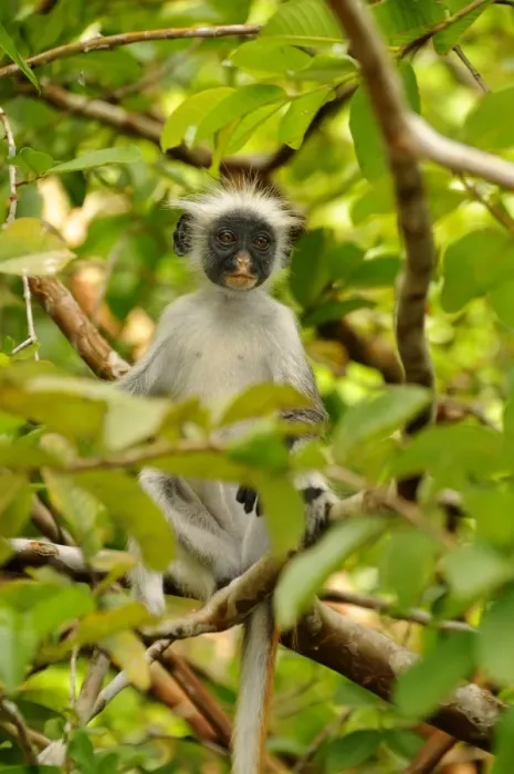Framed Print : Zanzibar Red Colobus (Procolobus kirkii) young, sitting on branches in tree, Jozani Forest, Zanzibar, Tanzania Framed Print : Zanzibar Red Colobus (Procolobus kirkii) young, sitting on branches in tree, Jozani Forest, Zanzibar, Tanzania