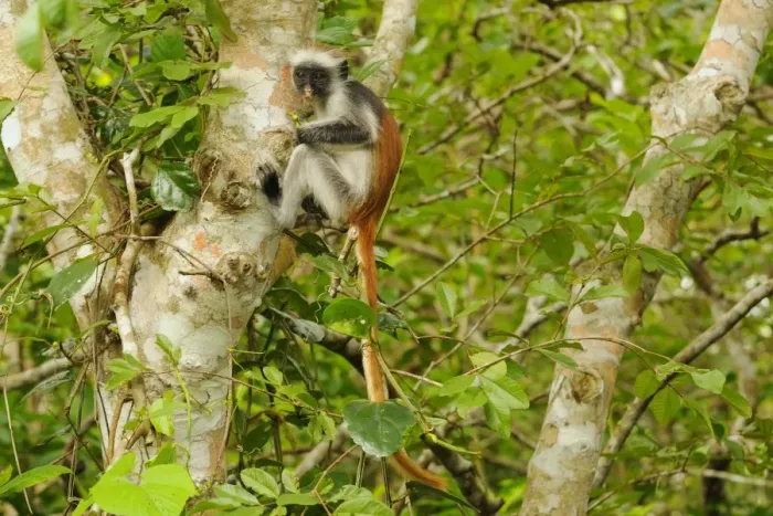 Framed Print : Zanzibar Red Colobus (Procolobus kirkii) young, feeding, sitting on branches in tree, Jozani Forest, Zanzibar, Tanzania Framed Print : Zanzibar Red Colobus (Procolobus kirkii) young, feeding, sitting on branches in tree, Jozani Forest, Zanzibar, Tanzania