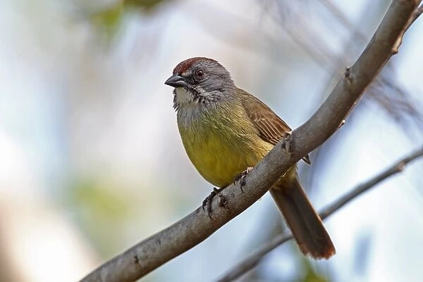 Zapata Sparrow (Torreornis inexpectata inexpectata) adult, perched on branch, Zapata Peninsula, Matanzas Province