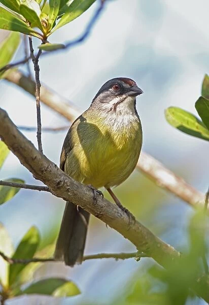 Zapata Sparrow (Torreornis inexpectata inexpectata) adult, perched on branch, Zapata Peninsula, Matanzas Province
