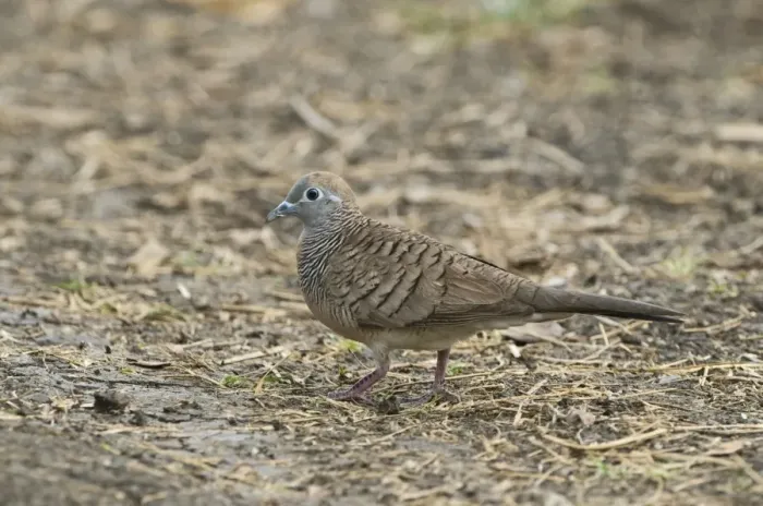 Framed Print : Zebra Dove (Geopelia striata) adult, walking on ground, Candaba, Luzon Island, Philippines Framed Print : Zebra Dove (Geopelia striata) adult, walking on ground, Candaba, Luzon Island, Philippines