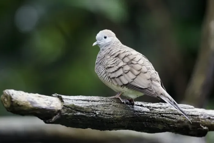 Framed Print : Zebra Dove (Geopelia striata) adult, perched on branch, Indonesia, march Framed Print : Zebra Dove (Geopelia striata) adult, perched on branch, Indonesia, march