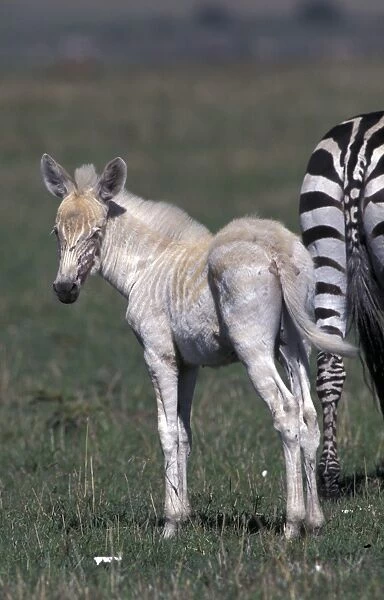 Zebra (Equus burchelli) (Albino) Young standing behind adult  /  Masai Mara