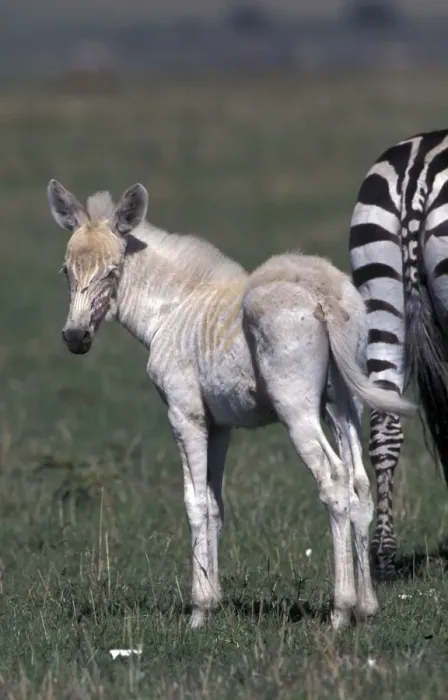 Framed Print : Zebra (Equus burchelli) (Albino) Young standing behind adult / Masai Mara Framed Print : Zebra (Equus burchelli) (Albino) Young standing behind adult / Masai Mara