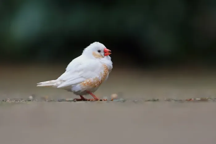Framed Print : Zebra Finch (Taeniopygia guttata) leucistic plumage, adult, escape from private collection, feeding on ground, Norfolk