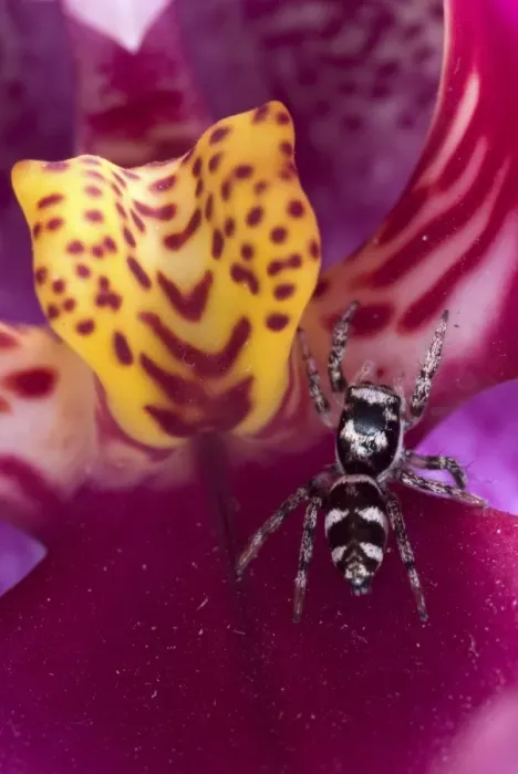 Framed Print : Zebra Jumping Spider (Salticus scenicus) adult, on orchid flower, Italy Framed Print : Zebra Jumping Spider (Salticus scenicus) adult, on orchid flower, Italy