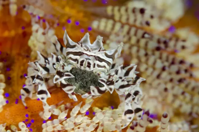 Framed Print : Zebra Urchin Crab (Zebrida adamsii) adult female, carrying eggs beneath abdomen, on Fire Urchin (Asthenosoma varium) Framed Print : Zebra Urchin Crab (Zebrida adamsii) adult female, carrying eggs beneath abdomen, on Fire Urchin (Asthenosoma varium)