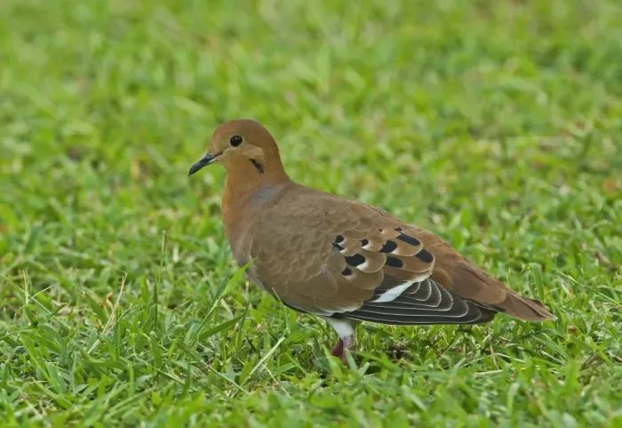Framed Print : Zenaida Dove (Zenaida aurita aurita) adult, walking on lawn, St. Lucia, Windward Islands, Lesser Antilles, December