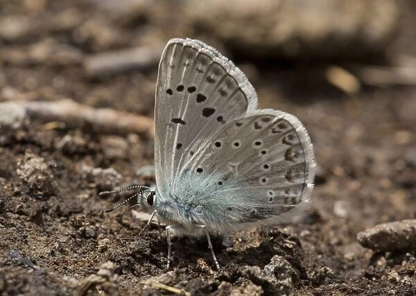 Zephyr Blue (Plebejus pylaon) adult male, slightly faded, mud-puddling, drinking minerals from damp ground