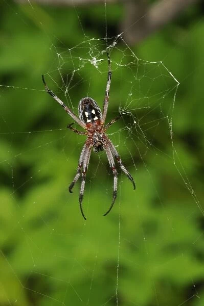 Zig-zag Spider (Neoscona cooksoni) adult, in web, Galapagos Islands
