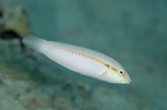 Framed Print : Zigzag Wrasse (Halichoeres scapularis) adult, swimming, Nyata Island, Barat Daya Islands, Lesser Sunda Islands