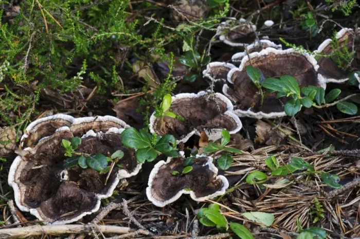 Framed Print : Zoned Tooth Fungus (Hydnellum concrescens) fruiting bodies, growing through fallen pine needles