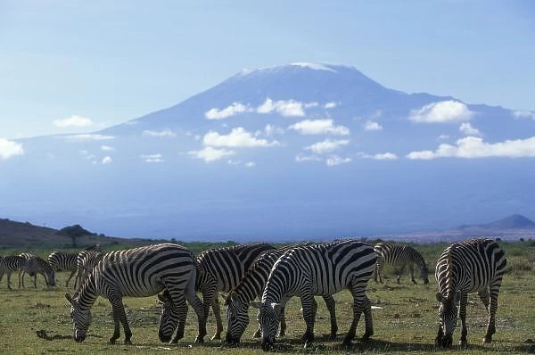 Africa, Kenya, Amboseli National Park, Herd of Plains Zebra (Equus burchelli) feeding