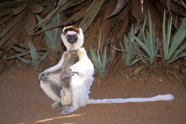 Africa, Madagascar. Verreauxs sifaka (Propithecus v. verriauxi)