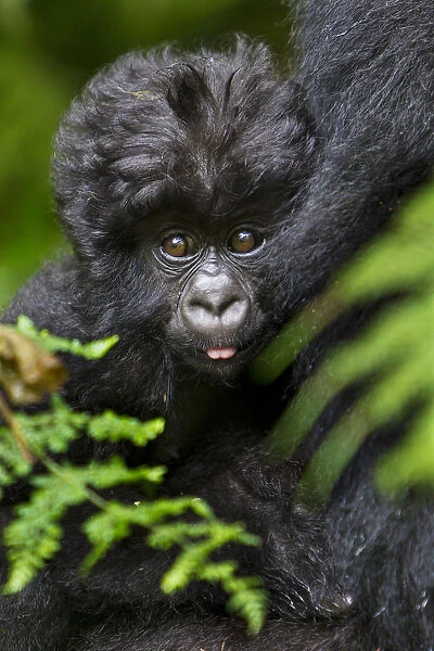 Africa. Rwanda. Female and juvenile Mountain Gorillas (Gorilla gorilla beringei)