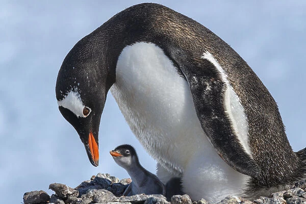Antarctica, Antarctic Peninsula, Jougla Point. Gentoo penguin and chick