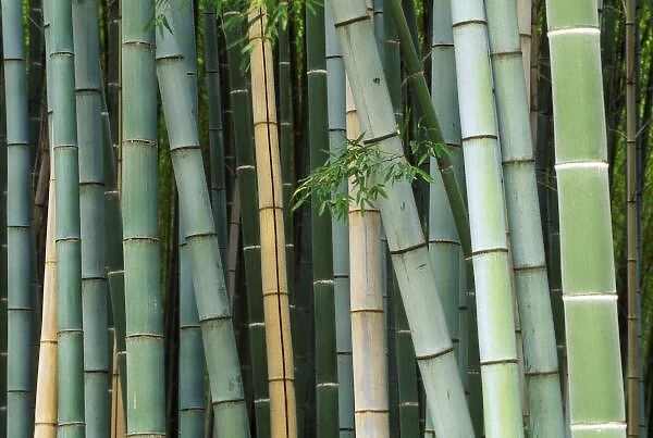 Asia, Japan, Kyoto, Arashiyama, Sagano, Bamboo Forest