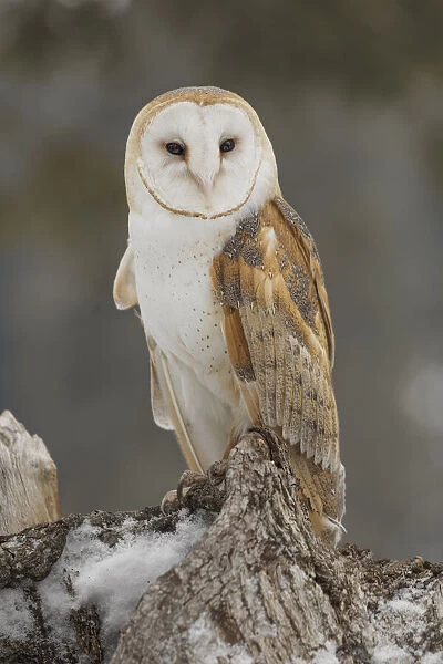 Barn owl, Tyto alba, controlled situation, Montana