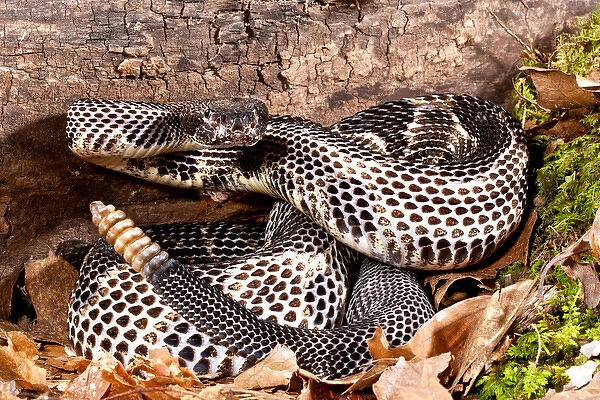 Black Phase Timber Rattlesnake, Crotalus horridus horridus, Native to North Eastern US