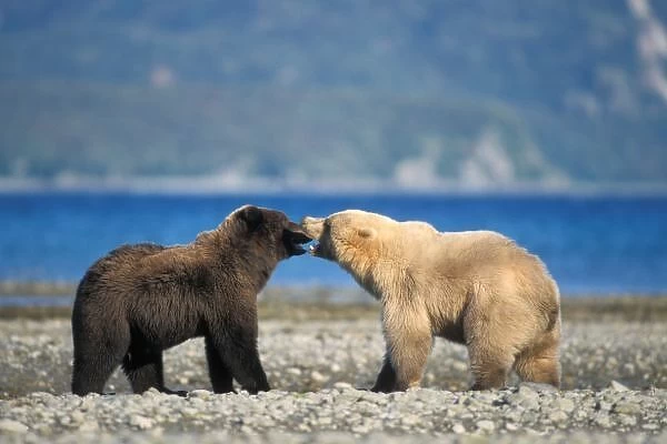 Brown bear, grizzly bear, play on the beach, Katmai National Park, Alaskan peninsula