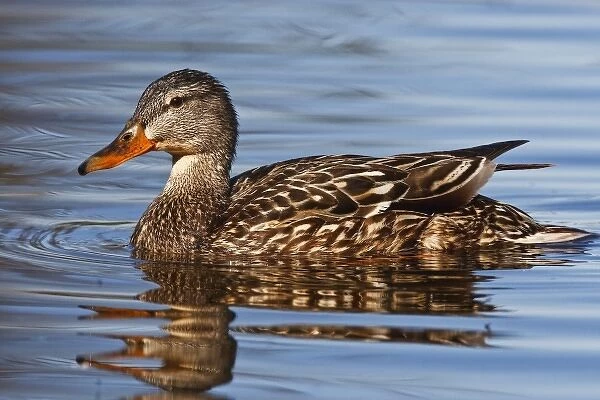 Canada, British Columbia, Kamloops, mallard (Anas platyrhynchos) duck, female swimming