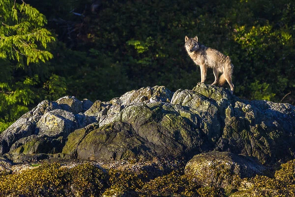 Canada, British Columbia, Tofino. Coastal wolf in the intertidal zone
