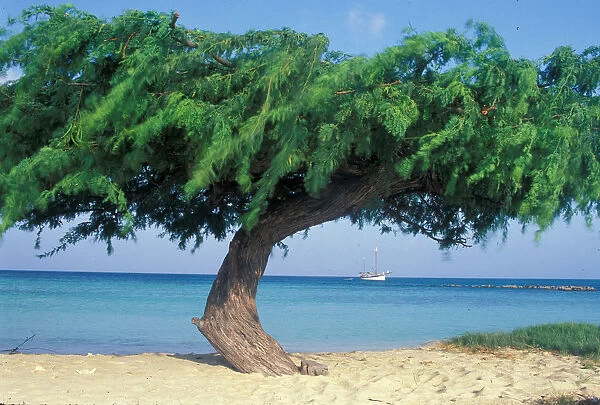 01. Caribbean, Aruba. Kwihi Tree