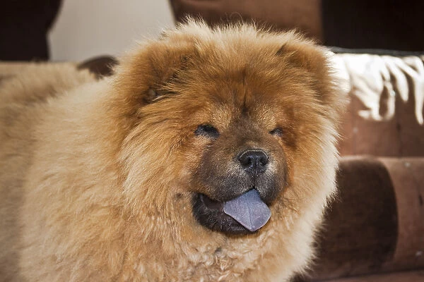 A Chow Chow puppy standing indoors with tan background