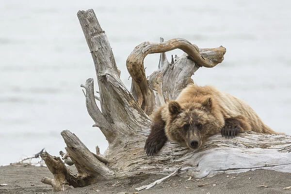Coastal Grizzly Bear (ursus arctos) Hangs out on a tree stump, Alaska