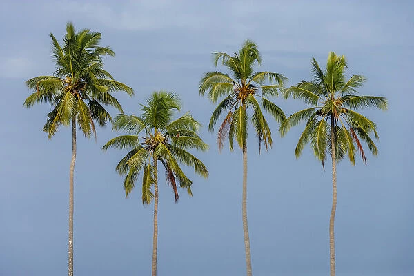 Coconut trees in Backwaters, Kerala, India
